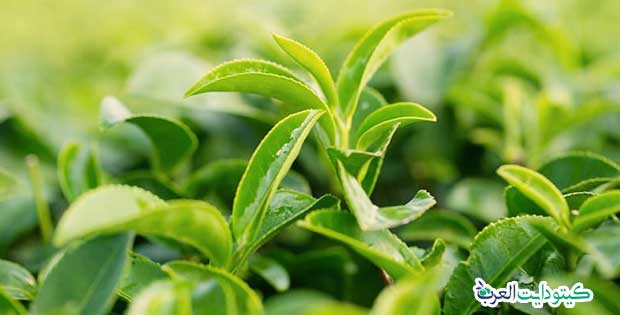 مكملات الكيتو دايت: مكملات غذائية طبيعية 100% 4 لام الثيانين - مكملات الكيتو دايت